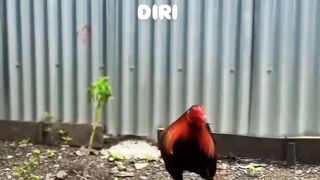 DAFTAR BOSPLAY AGEN SABUNG AYAM ONLINE TERBESAR RESMI AMAN DAN TERPERCAYA 6