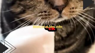 5 Hari Makan Bakso Ikan, Kucing Ini Akhirnya Komplain! Dubbingnya Bikin Ngakak!
