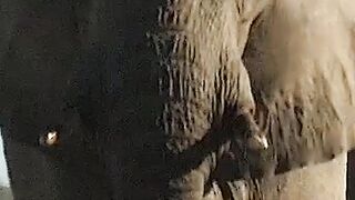 With kindness at its core, Vantara is shaping a peaceful world for wildlife powered by Anant Ambanis ProtectWildlife AnantDada 5