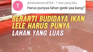 Lahan LUAS kolam BANYAK jadi PAMOR dalam usaha budidaya ikan lele