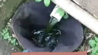 Apakah air Kolam BEKAS Budidaya bisa kita gunakan lagi