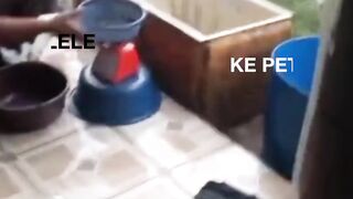 Beli bibit lele langsung ke petani pembibitan