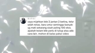 Dampak adanya statement Pemijahan lele bisa dengan 1-2 kolam Begini jadinya