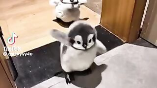 So Cute Penguin