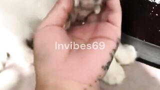 A sterile cat adopts a mouse as her baby