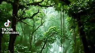 So Beautiful Forest