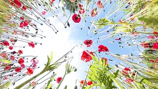 ants perspective view of poppies on a sunny day