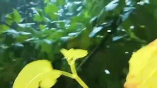 New trending song and video