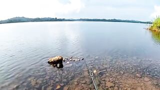 supaya berkembang biak lebih banyak di release ya guys mancing mancingmoment channa mancingikan viral 2