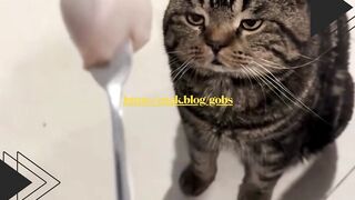 Kucingnya Auto Ngomel Dikasih Bakso Ikan Lagi