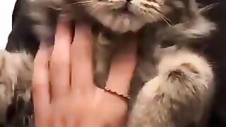 cat catsofinstagram