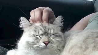 cat catsofinstagram 2