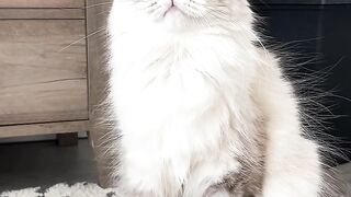 cat catsofinstagram 3