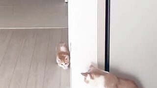 cat catsofinstagram 4
