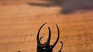 How in the world do you even train a BEETLE?