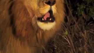 Other animals sounds