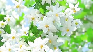 beautiful flower 7