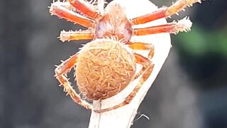amazing spider match
