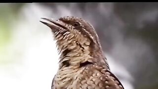 Follow me 53