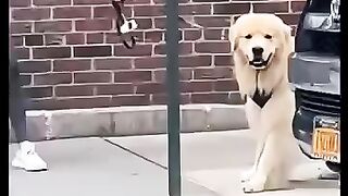 Dog Sad Moments - when you lost your dog in 2024 shortsthedodo animals dog cat kitten puppy