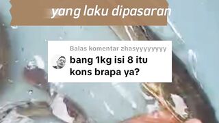 3 Ukuran lele konsumsi yang masuk kategori pasaranBagaimana didaerah kalian