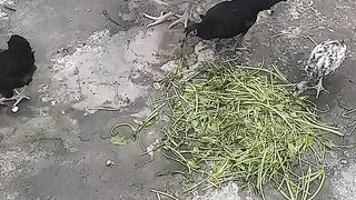 Aseel chicks 6