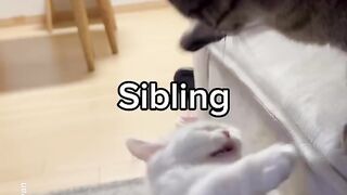 Just like typical siblings