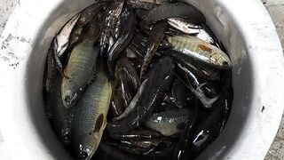 Rainy season Fish