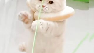 Funny Cats videos 2023