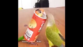 Cute andMost Funny parrpts makeing fun