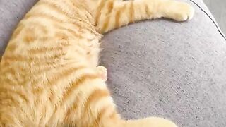 Cute and funny cat's videos 2023