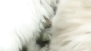 Kitten
