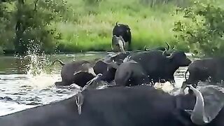 Corocona attack the buffalo ????