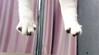 New Funny Videos 2023 ???? Cutest Cats and Dogs ????????