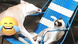 cat & dog