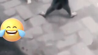 kungfu cats funny video