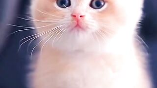 ????Cute Baby Cat WhatsApp Status ????❣️Cute Cat Status Video raataan lambiyan -Animals Profile#shorts#cat.