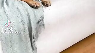 Dogs Make Great Friends