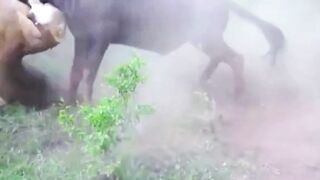 Lion catching a wildbeest // #wildbeest #animalworld #wildanimal