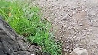 Cat Attack ????????