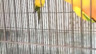 Parrots