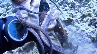 Spearfishing Giant Fish and Octopus