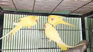 Yellow ringneck
