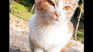 Cute Cat ????????