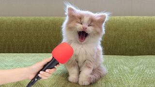 You laugh, You lose ? Funniest Animals ? Part 14