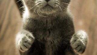 Cute Little Kittens ????????