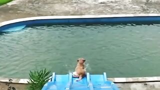Amazing very funniest video