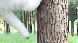 So cute cats