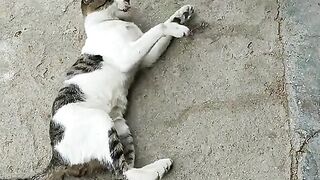 Cat funny video