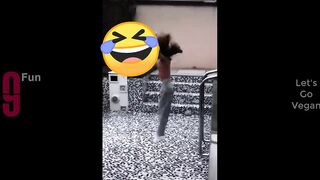 TRY NOT TO LAUGH ???? Best Funny Videos Compilation ????????????
